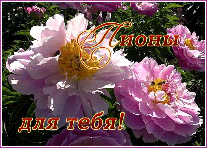 Открытка открытка розовые пионы