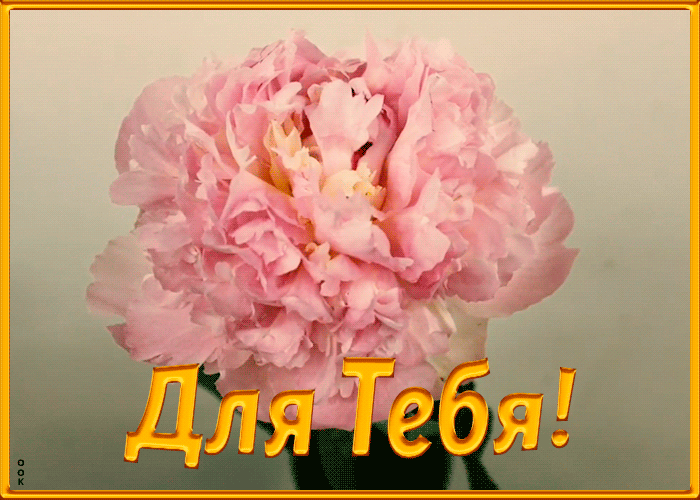 Открытка открытка с нежным пионом