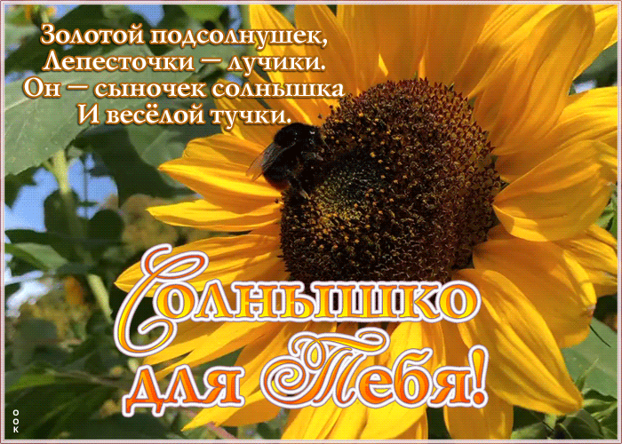 Картинка открытка с подсолнухом