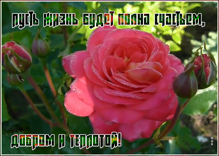 Открытка открытка с пожеланиями с розой