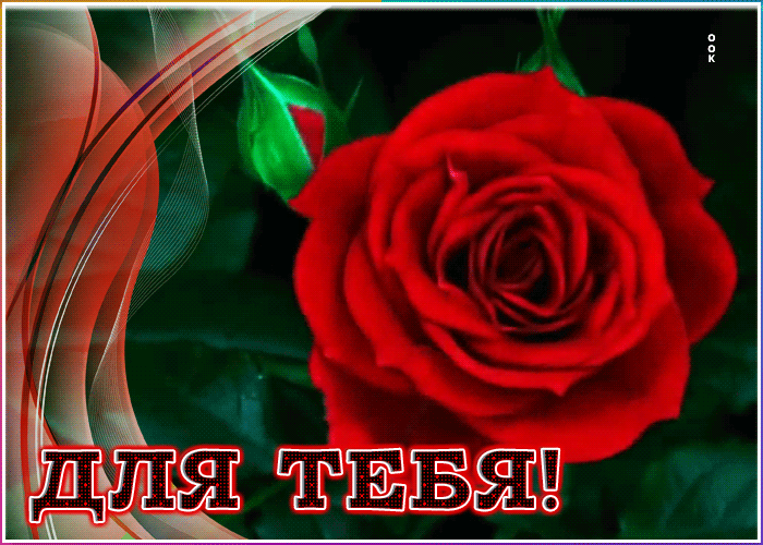 Открытка открытка с розой для тебя