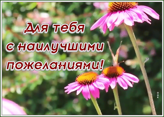 Картинка открытка с цветами с наилучшими пожеланиями
