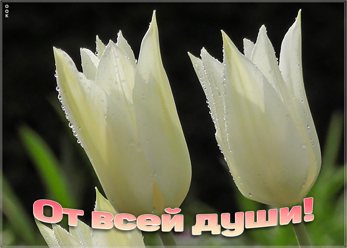 Открытка открытка с тюльпанами от всей души
