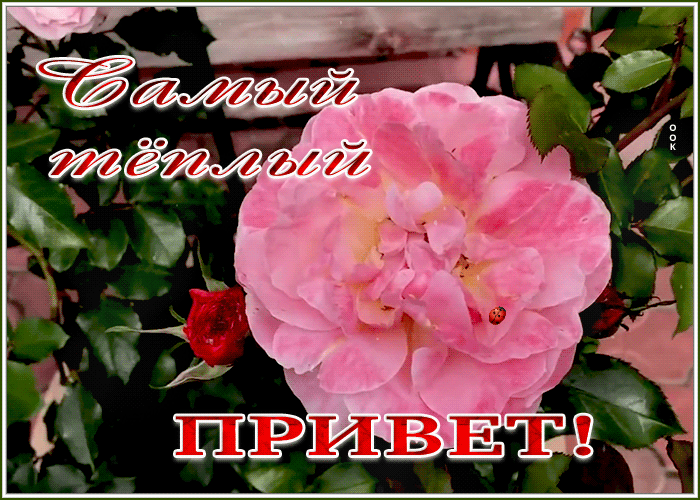 Картинка открытка самый теплый привет