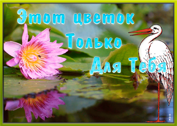 Картинка открытка цветок для тебя