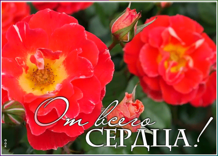 Открытка открытка цветок от всего сердца