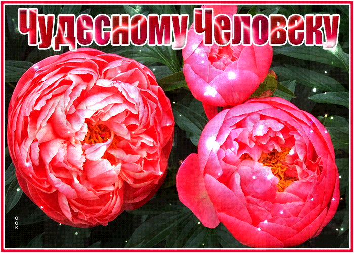 Открытка открытка цветы чудесному человеку