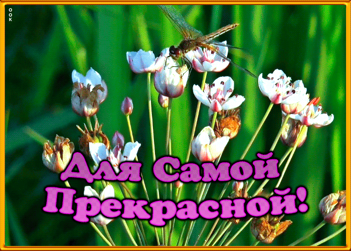 Открытка открытка цветы для самой прекрасной