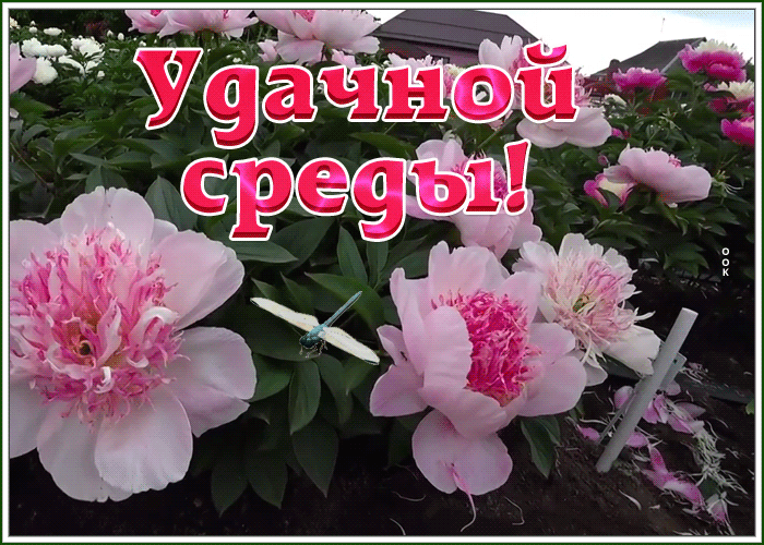 Картинка открытка удачной среды