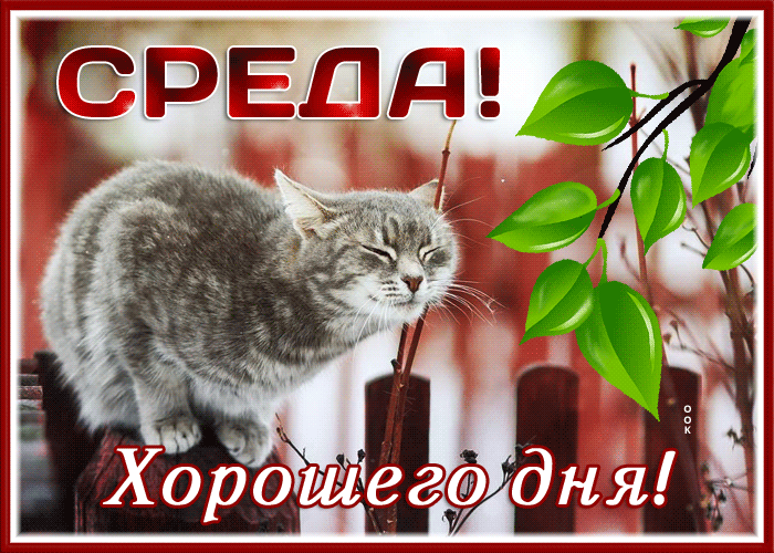 Picture открытка хорошего дня среды с чудесным котиком
