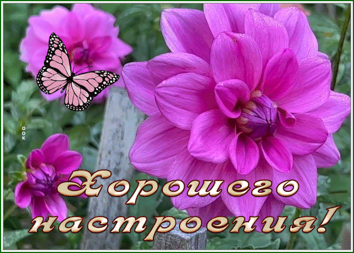 Postcard открытка хорошего настроения с изумительными цветами