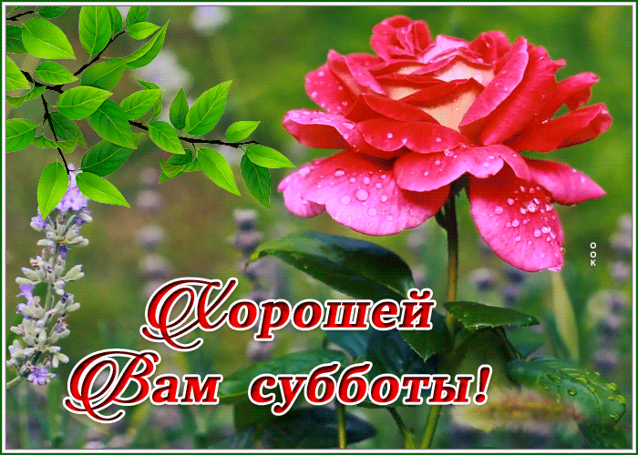 Postcard открытка хорошей вам субботы с нежной розой