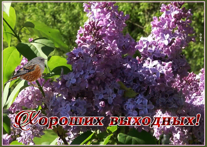 Postcard открытка хороших выходных с сиренью и воробушком
