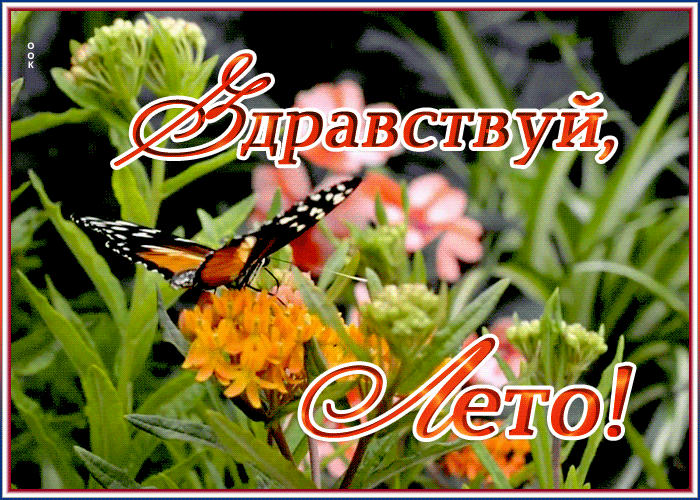Картинка открытка здравствуй лето