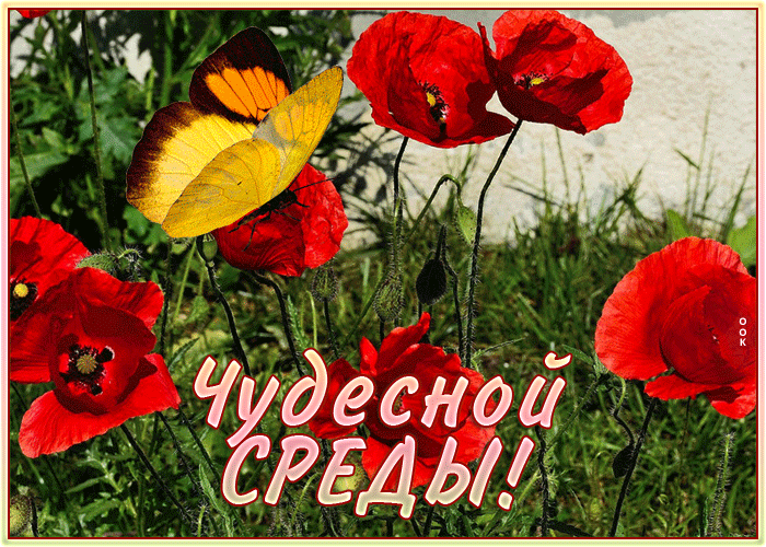 Postcard передающая чувства гиф-открытка с чудесной средой