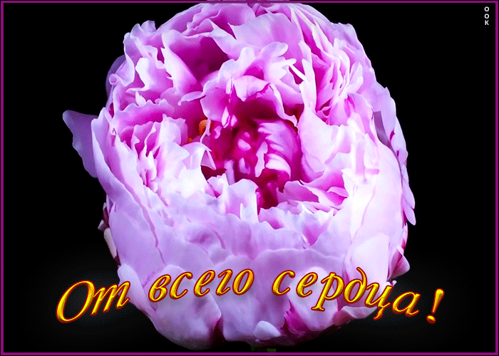 Открытка пион от всего сердца