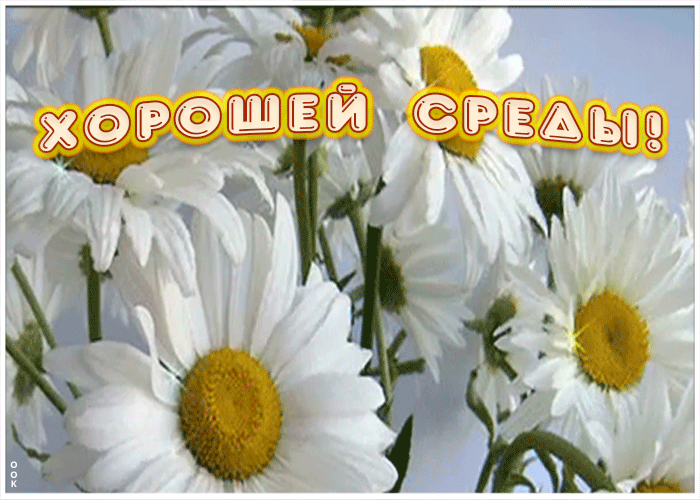 Открытка пожелание хорошей среды с ромашками
