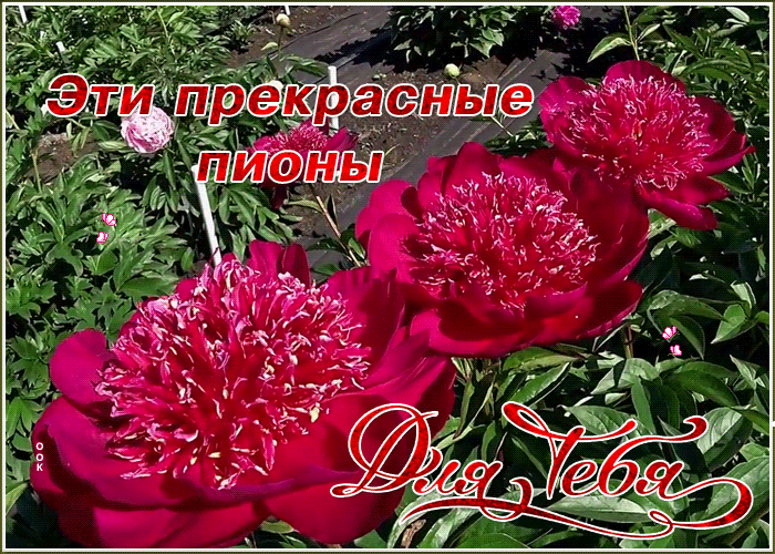 Картинка прекрасная открытка с пионами