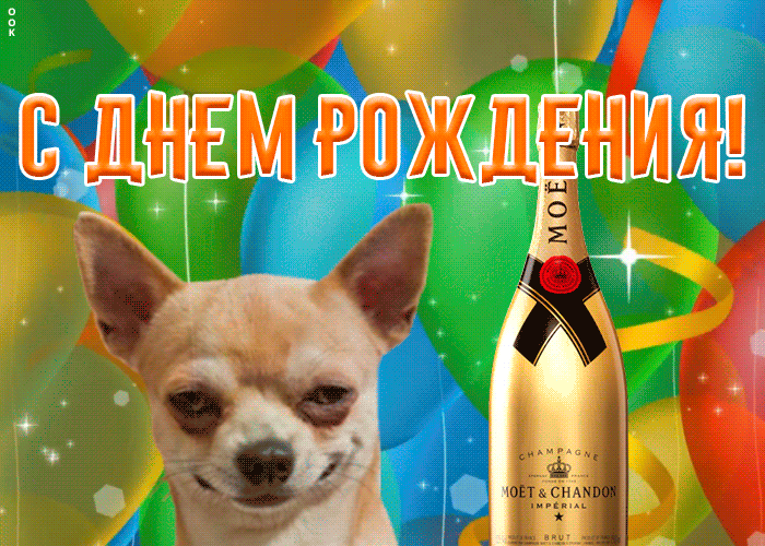 Открытка прикольная открытка с днем рождения с собакой