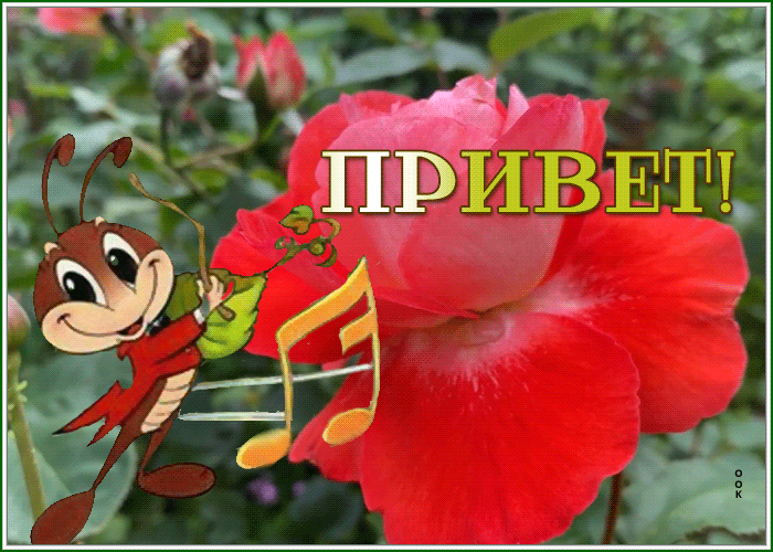 Postcard привет