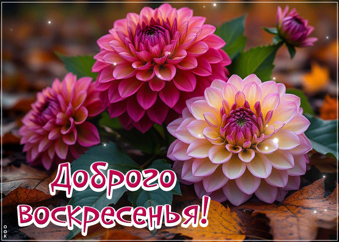 Postcard приятная картинка, доброго и тёплого воскресенья!