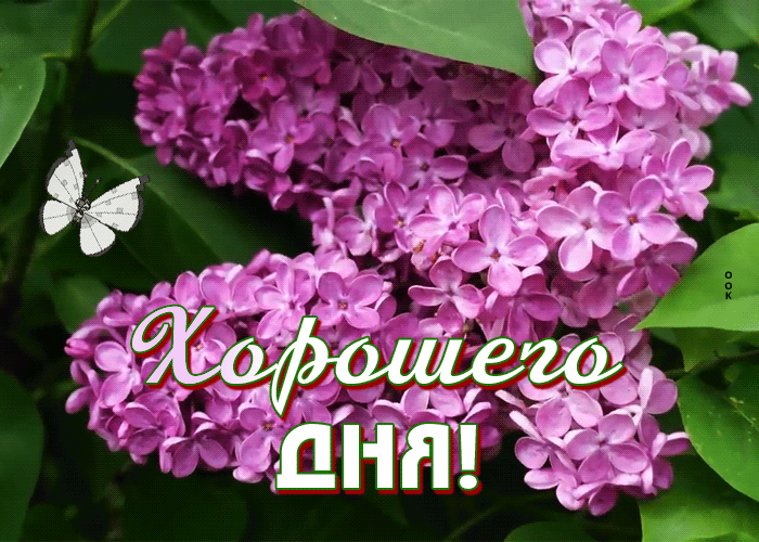 Postcard приятная картинка хорошего дня с сиренью