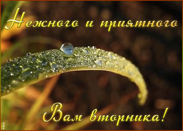 Открытка приятного вторника