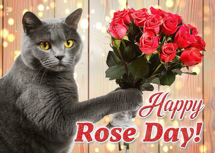Picture rose day