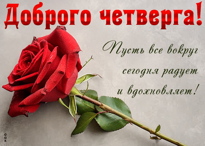 Picture роскошная открытка с розой доброго четверга!