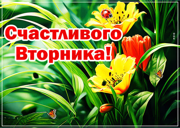 Postcard шикарная открытка с пожеланием счатливого вторника
