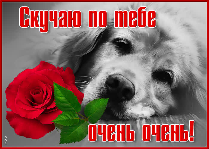 Картинка славная картинка скучаю