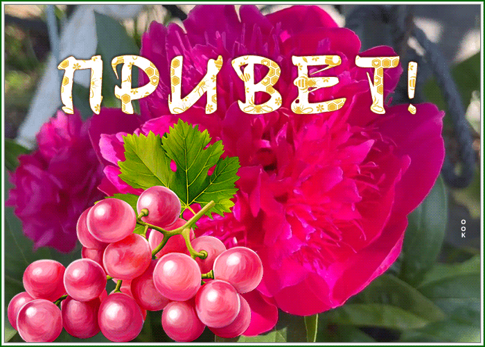 Postcard славная открытка привет с виноградом