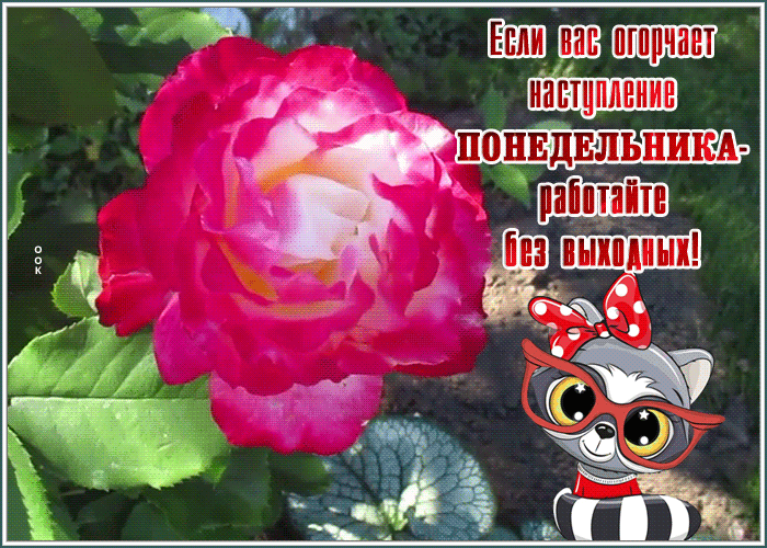 Открытка смешная открытка с понедельником
