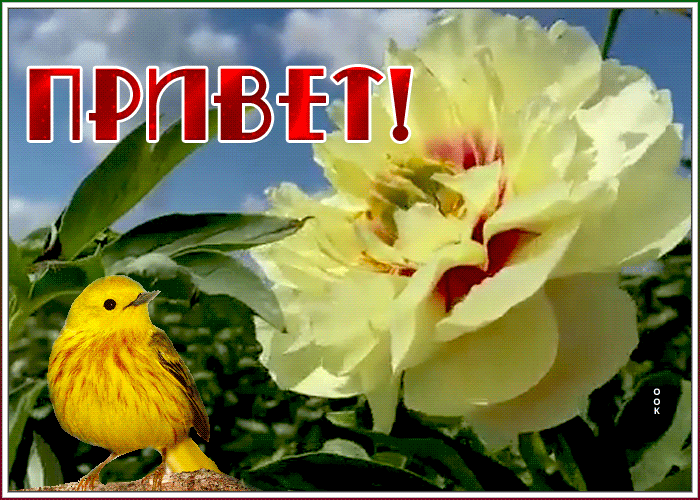 Картинка солнечная открытка привет
