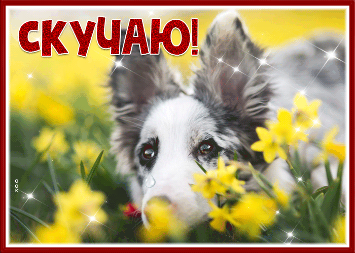 Postcard удивительная открытка скучаю с песиком и цветами