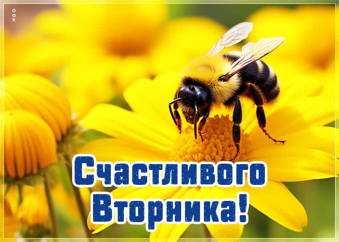 Picture великолепная открытка счастливого вторника