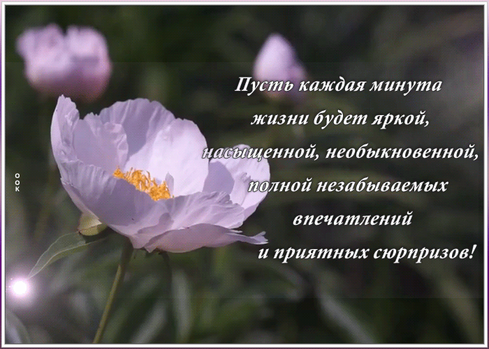 Картинка видео открытка с пионами