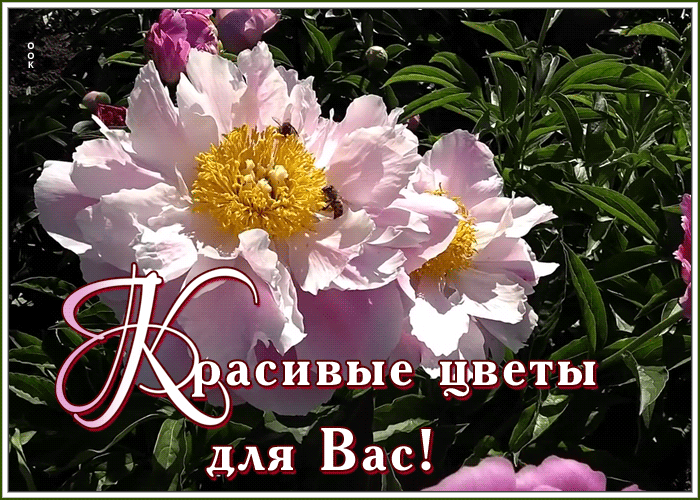 Картинка видео открытка с пионами