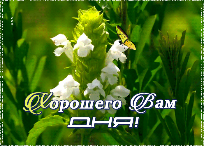 Открытка виртуальная открытка хорошего дня