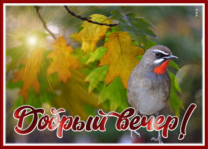 Postcard волшебная открытка добрый вечер с птичкой