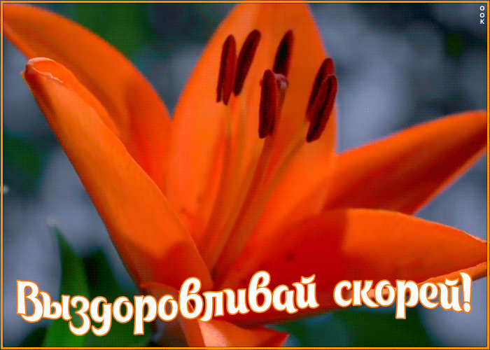 Картинка выздоравливай скорей с цветком