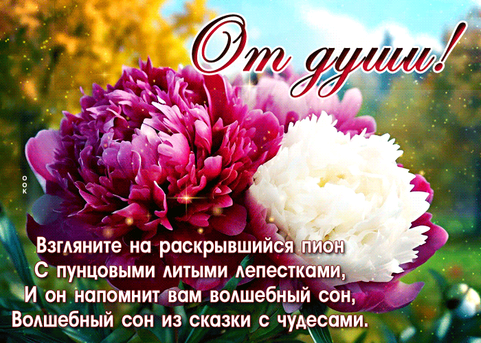 Postcard взгляните на раскрывшийся пион с пунцовыми литыми лепестками
