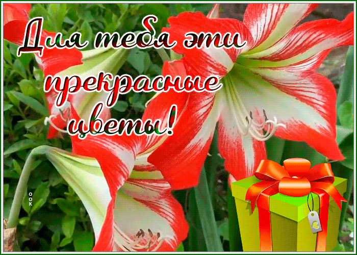 Picture яркая открытка для тебя эти прекрасные цветы