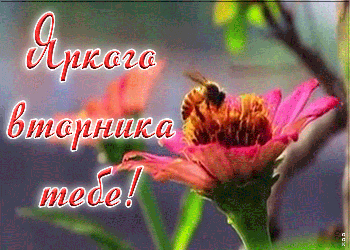 Картинка яркого вторника тебе