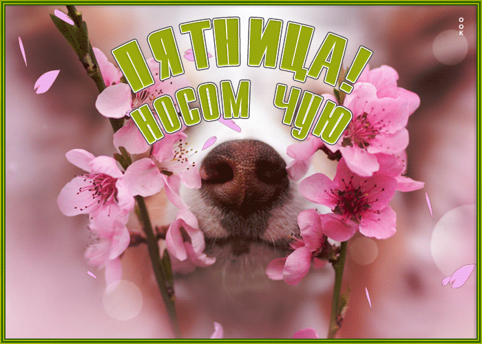 Picture забавная открытка пятница, носом чую