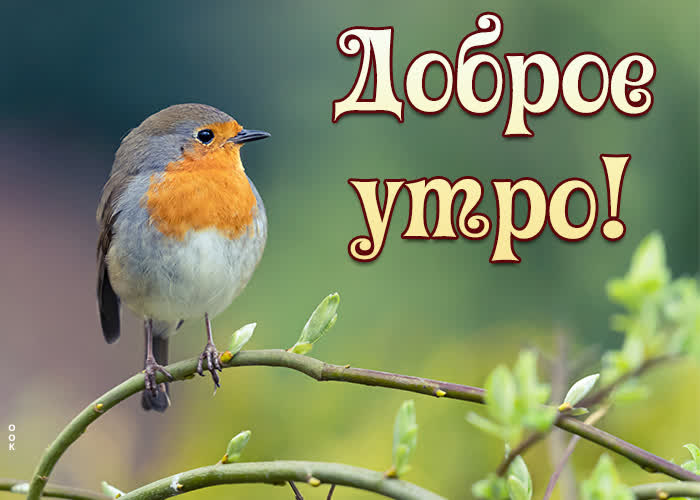 Picture замечательная открытка доброе утро с птичкой