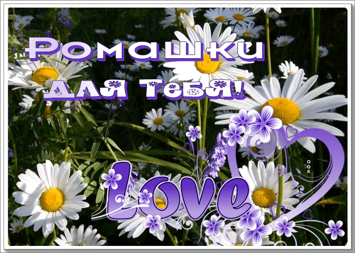 Picture замечательная открытка с ромашками для тебя