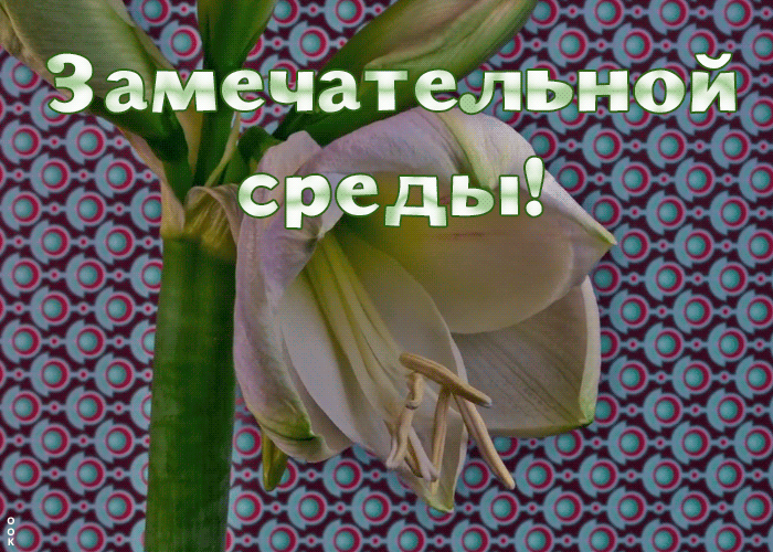 Открытка замечательной среды вам