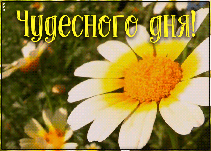 Открытка желаю чудесного дня