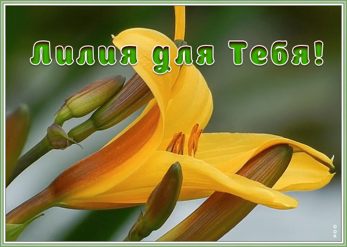 Картинка живая открытка с лилией